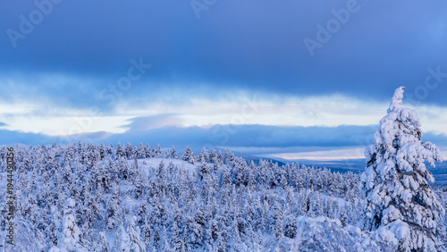 Foto panoramic view of snowbound forest on snowy hill
