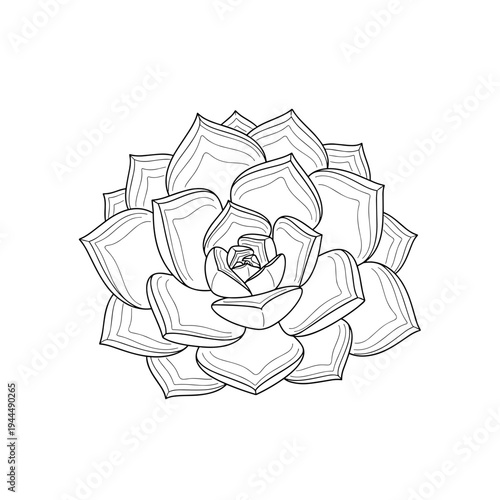 Detailed outline drawing of a succulent plant with layered petals on a white background