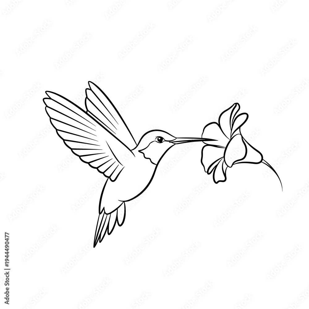 Obraz premium Line art illustration of a hummingbird drinking nectar from a delicate flower