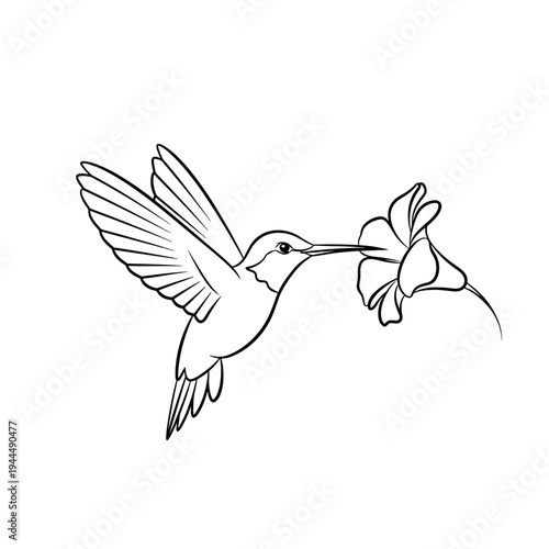 Line art illustration of a hummingbird drinking nectar from a delicate flower