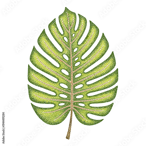 Monstera Deliciosa leaf illustration with stippling technique on white background