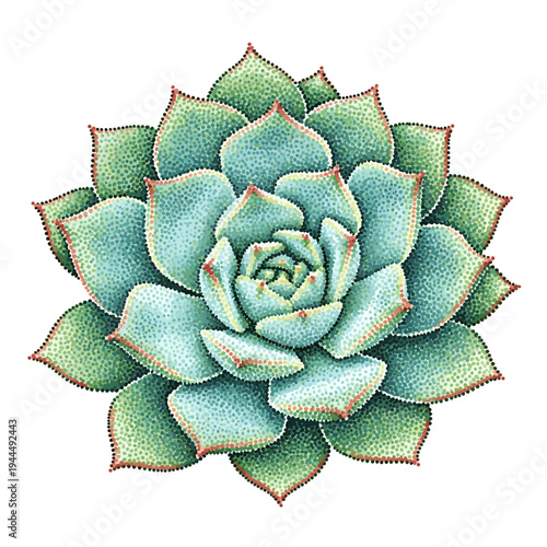 Close-up of a beautiful green succulent plant with intricate petal layers and red-tipped edges
