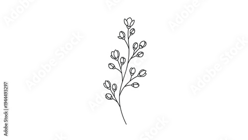 Delicate line art drawing of a slender branch with small flower buds and leaves in a minimalist botanical style for elegant design projects.