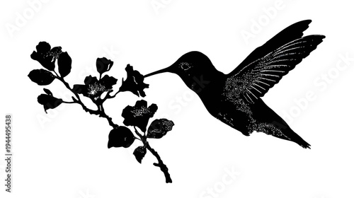 Black silhouette hummingbird feeding from blooming flower branch. Elegant vintage illustration of wildlife and nature.