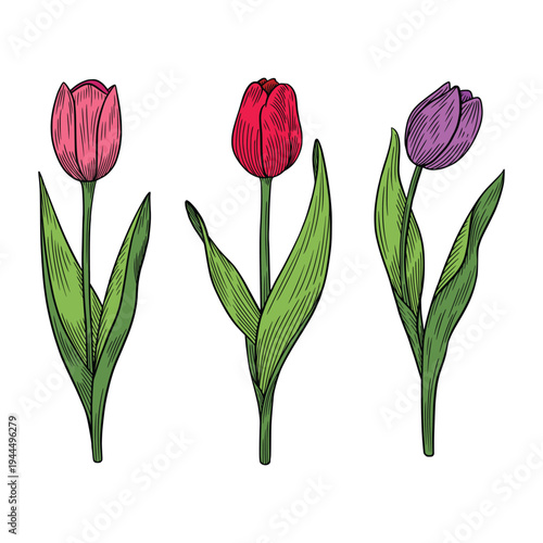 Vintage Tulip Flower Illustration Set, Hand Drawn Botanical Tulip Line Art Vector
