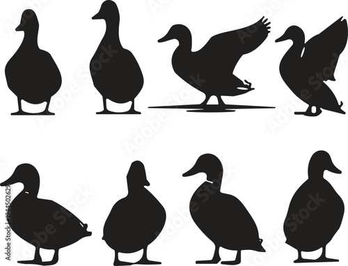 Duck silhouette set, black mallard waterfowl icons, bird collection for hunting logo, poultry farm graphics, standing and flying duck vector shapes, nature design.