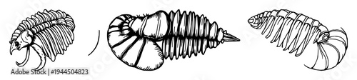 Trilobite set with hand‑drawn fossil detail and antique woodcut style featuring paleontology, scientific illustration, fossil morphology with anatomy and archaeology