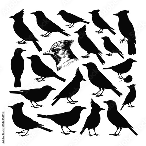 A collection of birds including detailed and silhouetted forms