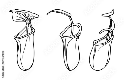 Pitcher plant set with fine line art on white background featuring botanical curiosity, carnivorous plant, elegant detail with thin lines and subtle contrast