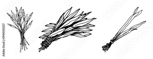 Sage sticks set with abstract line art bundle of dried sticks on white background featuring sage, dried, smudge stick with black ink and minimalist illustration