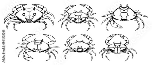 Horseshoe crab set with hand-drawn antique woodcut style illustration featuring marine biology, scientific illustration, white background with realism and anatomy
