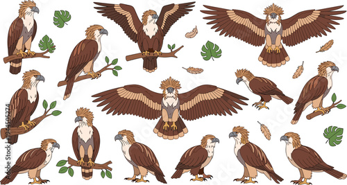 Harpy eagle bird of prey vector collection featuring majestic brown eagles perched on branches and in flight for wildlife nature conservation and wilderness illustration designs.