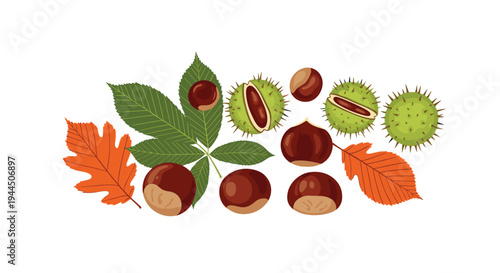 Collection of horse chestnut seeds and autumn leaves featuring spiky green husks and smooth brown nuts for seasonal design.