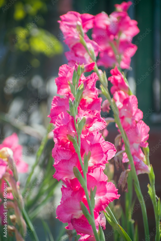 Obraz premium Gladiolus Sword Lily Bright Pink Flowers In Garden Border.