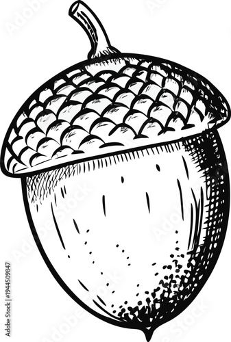 Hand Drawn Acorn Sketch Isolated on White Background Autumn Seed Illustration