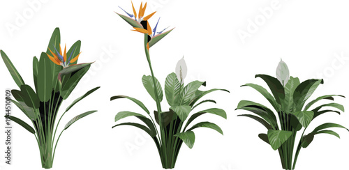 Tropical houseplant illustration set, bird of paradise and peace lily plants, lush green foliage, interior decor botanical vector collection