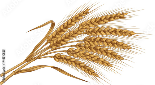 Golden wheat ears bundle illustration, ripe cereal grain plant for agriculture and harvest concept, natural wheat spike vector isolated on white background