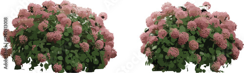 Blooming flowering bushes illustration, lush pink garden shrubs with green leaves, natural landscape plant elements, decorative floral vector design set