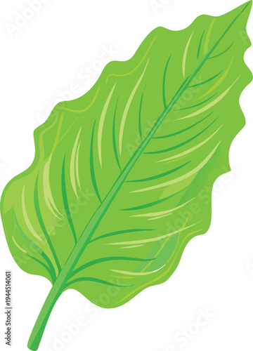 Single green lettuce leaf with veins isolated on white background graphic illustration