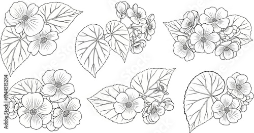 Botanical illustration of begonia flowers and leaves, black outline