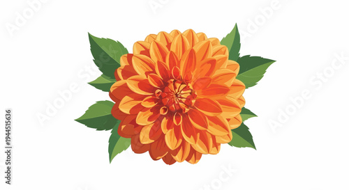 An orange dahlia flower with green leaves on a white background