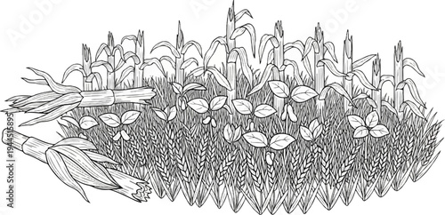 Diverse crops, including corn stalks, wheat, and soybean plants, grow in a field