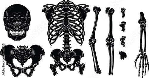 Human Skeleton Anatomy Set with Skull Rib Cage Pelvis Arm and Leg Bones Detailed Medical Osteology Illustration Isolated for Education Science and Healthcare Design