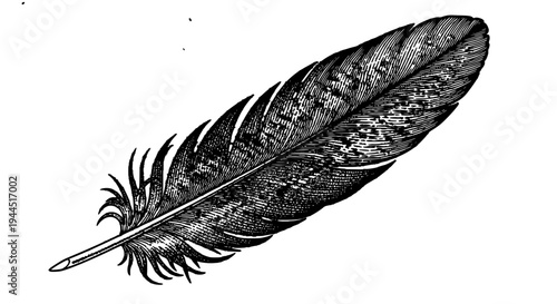 Feather quill pen with detailed black illustration and textured barbs on white featuring drawing, ink, vintage with