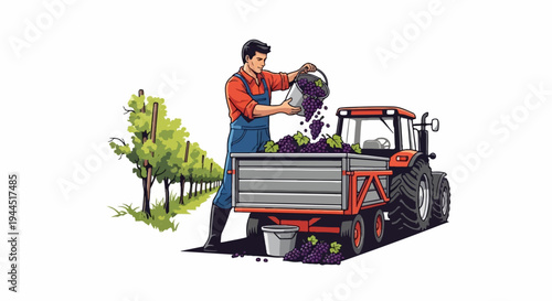 Farmer in overalls harvesting purple grapes into a tractor trailer at a vineyard