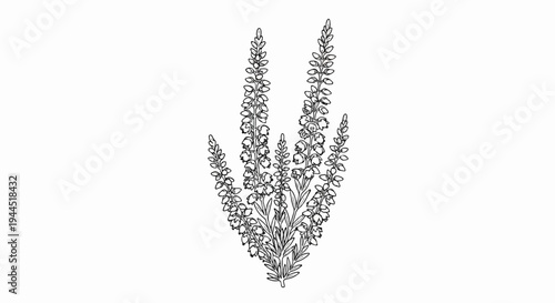 Delicate illustration of a flowering plant with small, clustered blooms