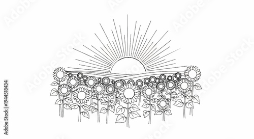 Field of sunflowers under a radiant sunrise