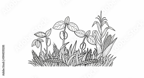 Line drawing of sprouting beans, wheat stalks, and corn plant on white background