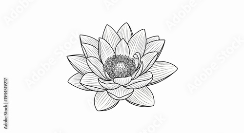 Detailed black and white sketch of a blooming lotus flower against a white background