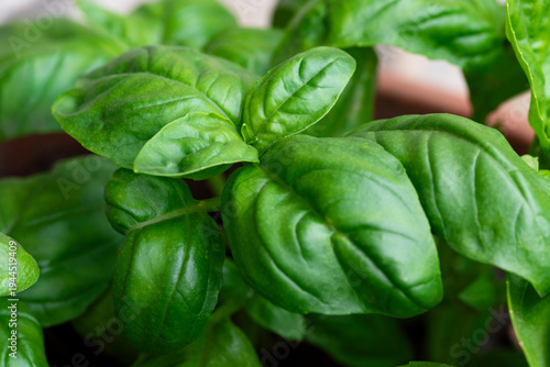 Primo piano di basilico fresco, alimentazione biologica 