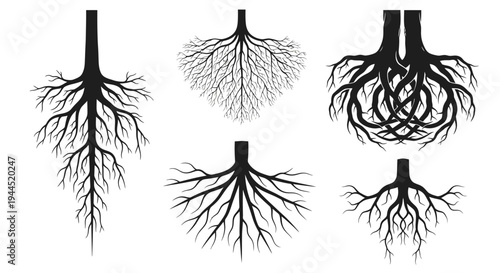 Illustrations of different types of plant root systems branching underground