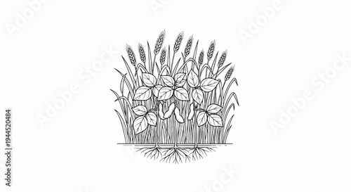 Illustrative depiction of wheat, soybeans, and visible roots