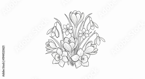 Delicate line drawing of a cluster of spring flowers daffodils, crocuses, snowdrops