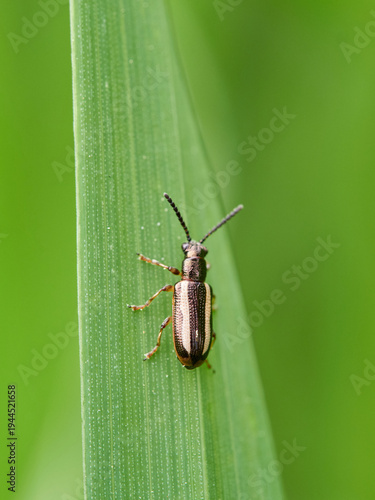 Black and white striped beetle on a green plant stem. Crioceris macilenta