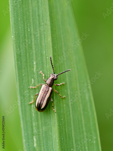 Black and white striped beetle on a green plant stem. Crioceris macilenta