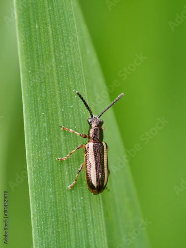 Black and white striped beetle on a green plant stem. Crioceris macilenta