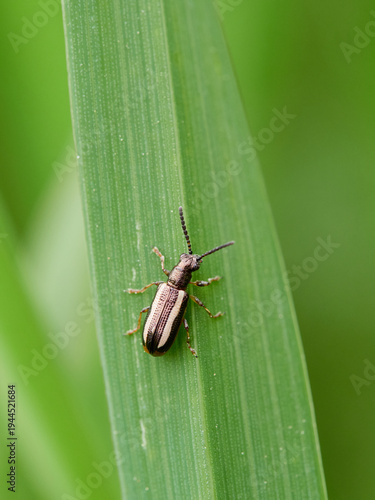 Black and white striped beetle on a green plant stem. Crioceris macilenta