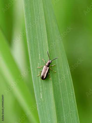 Black and white striped beetle on a green plant stem. Crioceris macilenta