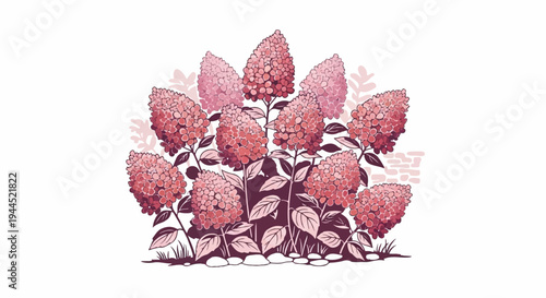 Delicate pink hydrangeas bloom in a cluster against a white background