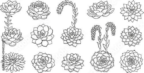 Various sketched succulents and flowering plants in a botanical illustration
