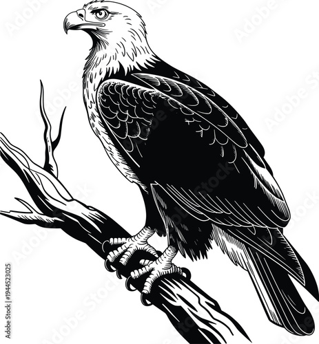 Black and white of eagle perched on tree branch bird