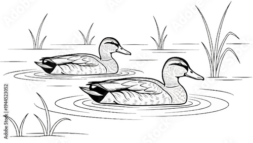 Two ducks floating serenely on calm water amidst reeds