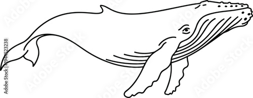 Black line of a humpback whale swimming right line black lines animal marine life