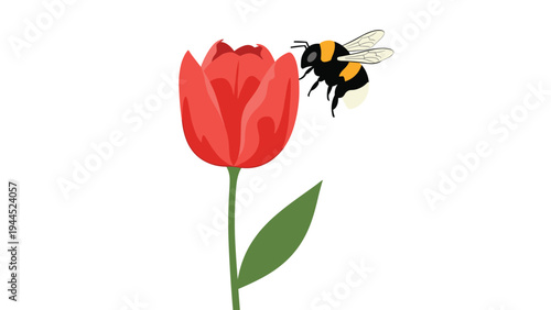 Beautiful red tulip flower illustration with a bumblebee flying nearby for nature and spring garden theme on white background.