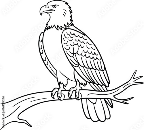 Eagle perched on tree branch in black and white line bird line black and white wildlife