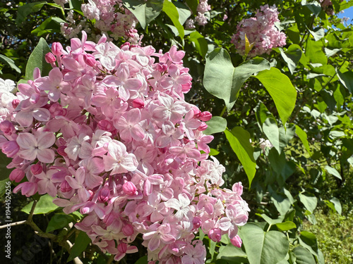 Foto Pink flowering lilac in spring.